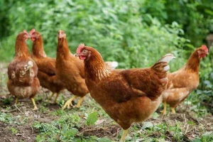 InsectoSec® za suzbijanje grinja i ostalih parazita na ekološki prihvatljiv način
