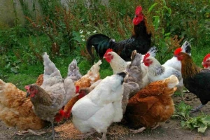 Da li kurkuma utiče na zdravlje živine?