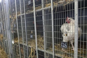 Uslovi u kavezu utiču na kvalitet jaja