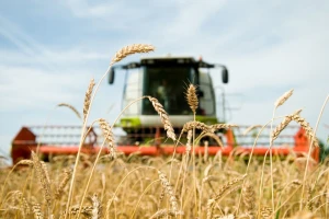 AMIS: Globalna proizvodnja pšenice biće nešto manja od prošlogodišnje