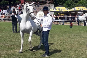 Lipicaner 27 Maestoso Trompeta - Šampion ovogodišnjeg sajma