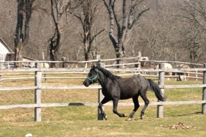 Ergela na Borikama nakon 125 godina više ne postoji