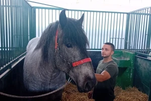 Braća Baron i Mango - konji bez konkurencije na Sajmu poljoprivrede