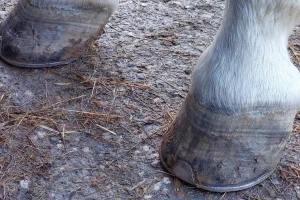 Briga i nega o kopitima konja - da li je potkivanje neophodno?