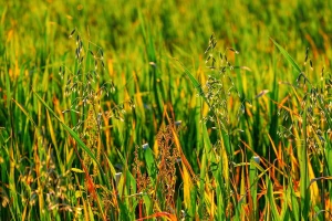 Kako smanjiti štetu  od rezistentnih korova na herbicide?