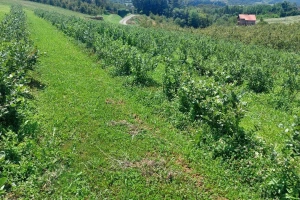 Nega borovnica u avgustu: Čupajte korove i pazite na prihranu