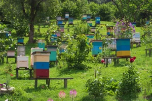 Sunce ili senka - šta je bolje za pčele?