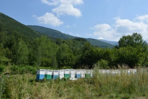 Formiran tim za sprečavanje krađe pčela