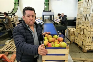 Nikola Kotarac: Lanac dugovanja "guši" voćarstvo u Novom Slankamenu