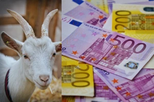 Koza pojela 20.000 evra?