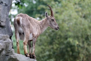 Koza Lepa u uvačkim liticama druguje sa orlovima