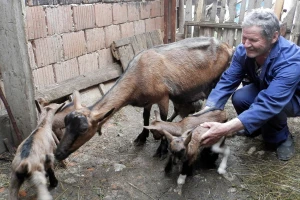 Bebi sa Zlatara ojarila šestorke