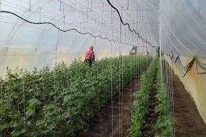 Kontrolisana plastenička proizvodnja