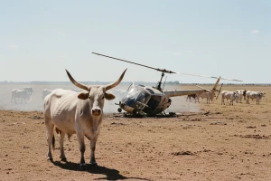 Krava 1 - helikopter 0!