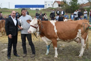Krava Lara apsolutna šampionka na 39. Regionalnoj izložbi priplodnih grla