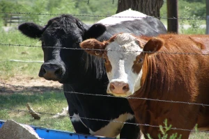 Selo Tomaševac - banatska prestonica stočarstva