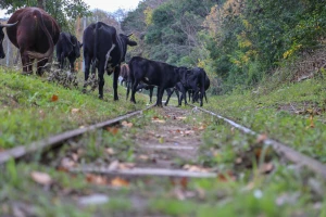 Krave lutale po ulicama i pruzi: Sud osudio nemarnog stočara