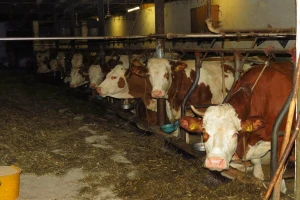 Stanje u srpskom stočarstvu alarmantno - broj goveda konstantno pada