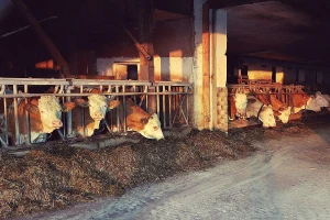 Uz posvećenost i trud do uspeha u mlečnom govedarstvu