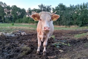 Kako preživari vare hranu?