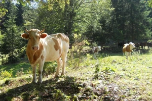 U divljini Suve planine krave i konji slobodno pasu - vuk je "sanitarac"