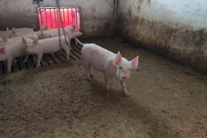 Poskupeli bikovi, pojeftinila jagnjad, prasad 600 din/kg?