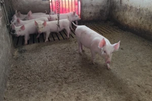Pala cena prasadi i teladi, dok one za jagnjad rastu - po koliko se traže?