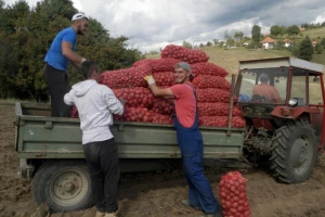 Jeftin krompir zarada za malobrojne