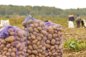 Šta preti proizvodnji krompira? Objavljeni rezultati ispitivanja poljoprivrednika