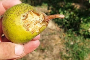 Voćna muva i ptice napadaju plodove krušaka, kako ih zaštititi?