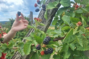 Počela berba kupine. Kvalitet ploda nije na visokom nivou, a koja je otkupna cena?