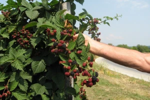 Nenad Magazin: Ne očekujem pad cene kupine