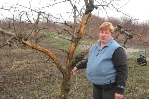 Kupusina: Jeleni obrali voće