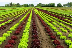 Gotovo 100.000 kilograma zelene salate povučeno zbog ešerihije