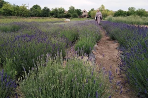 Polje lavande cveta kod Sombora: Čeka se pun rod za tržište