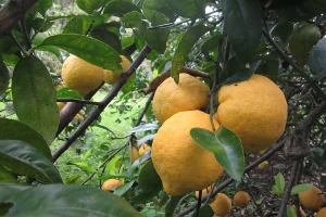 Limun i banane rastu u Šidu!