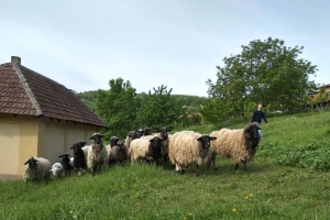 Radovan Anić - jedini uzgajivač lipske ovce u Aranđelovcu