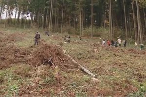 Pošumljavanje: Listopadne šume na obroncima Povlena