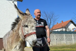 Zašto su magarci ponovo popularni u Šumadiji?