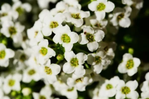 Lobularija donosi miris meda u dvorište