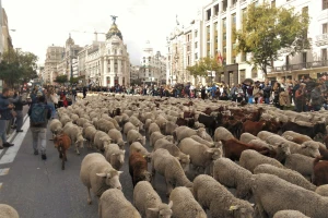 Hiljadu ovaca i sto koza na ulicama Madrida - slave put na jug