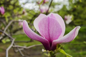 Magnoliju je najbolje saditi udaljenu od drugih vrsta i u delimičnoj senci
