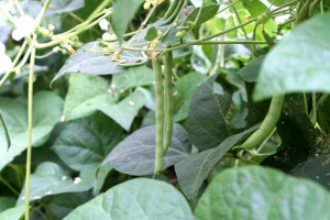 Mahunarke u bašti jedne drugima nisu dobre komšije