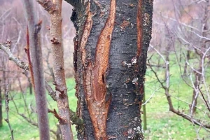 Šta sa stablima koje je napao potkornjak?