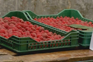 Pirova pobeda: Dobra cena maline, ali temperature smanjile rod