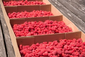 Srbija (ne)ozbiljan proizvođač maline