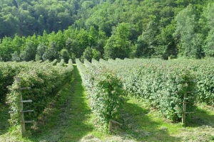 Iz kog razloga proizvodnja maline opada, a raste nezadovoljstvo proizvođača?!
