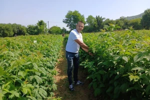 Malinar Ninoslav Mišić nada se solidnom prinosu i ceni od 500 din/kg