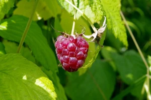 "Krops" nudi 100 dinara za malinu?