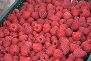 Izvoz maline u EU - bez kontrole na norovirus
